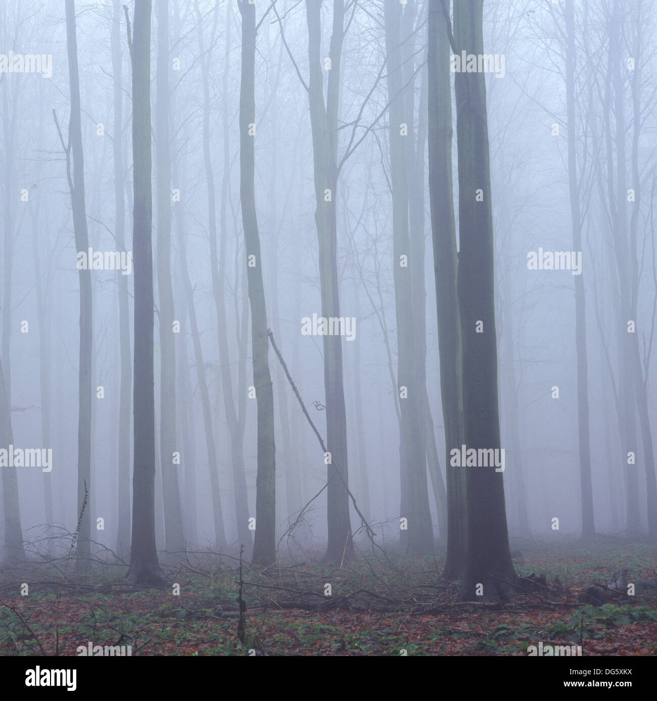Winter mist. Ashridge Park. Hertfordshire. Inglaterra Stock Photo