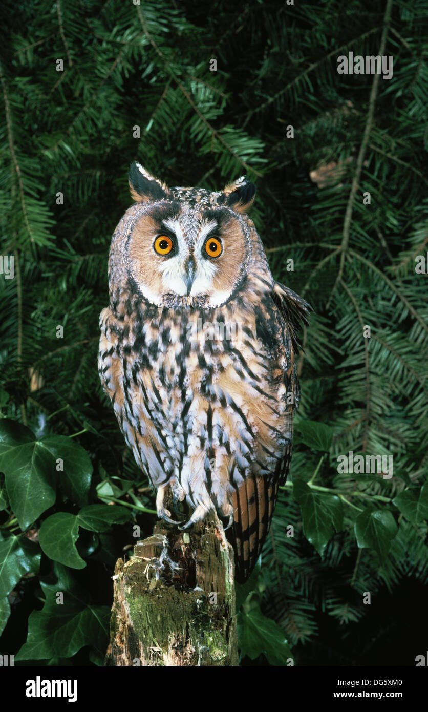 Long eared owl (Asio otus). Hertfordshire. Inglaterra Stock Photo