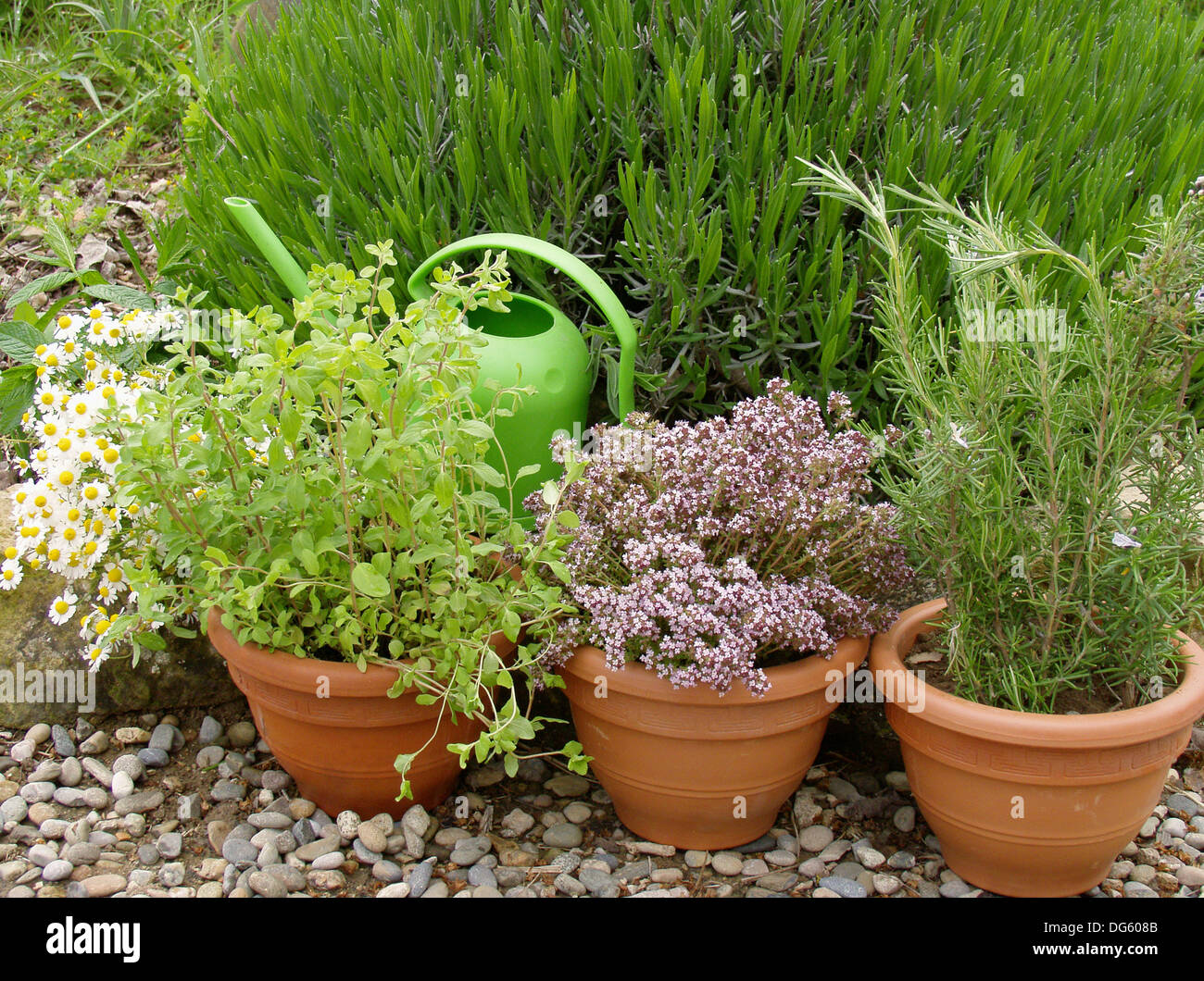 Aromatic herbs Thyme (Thymus vulgaris), Rosemary (Rosmarinus