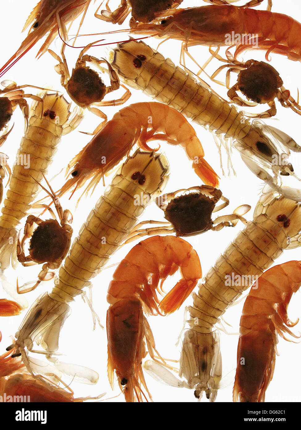 Shrimps, mantis shrimps and crabs Stock Photo Alamy