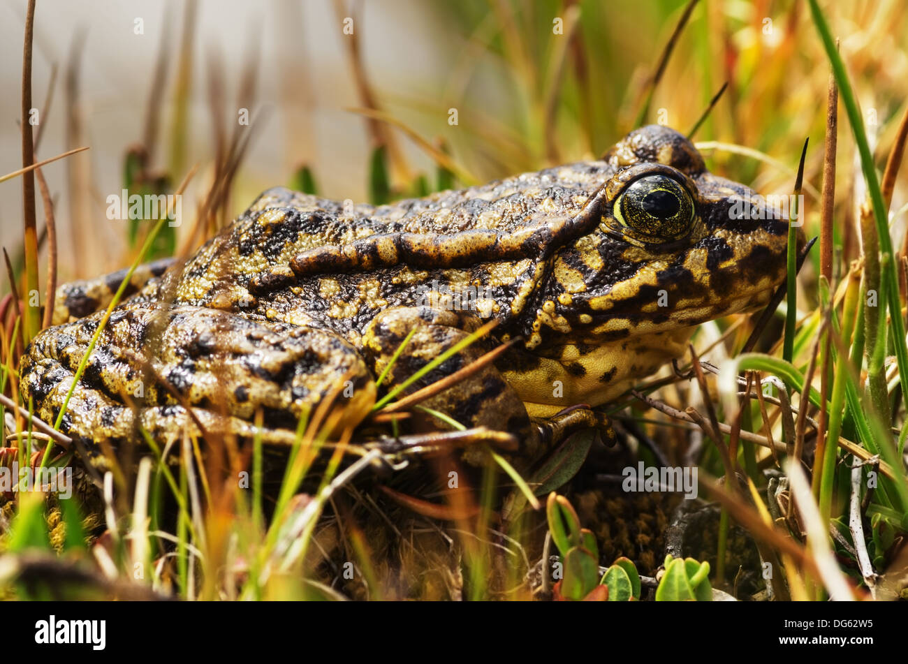 close up of wild sierra nevada yellow legged frog sitting in the grass Stock Photo