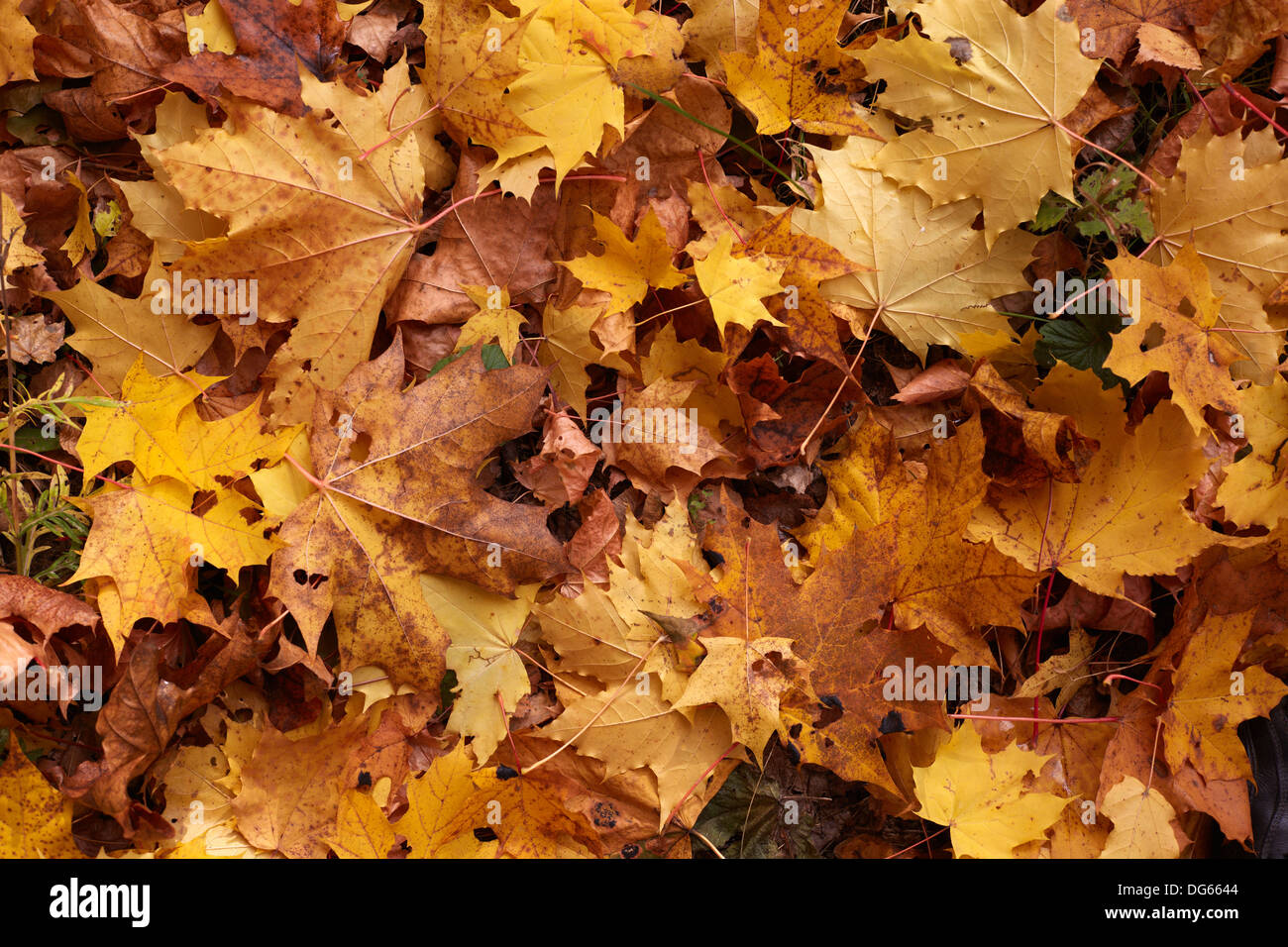 Yellow maple leaves background Stock Photo