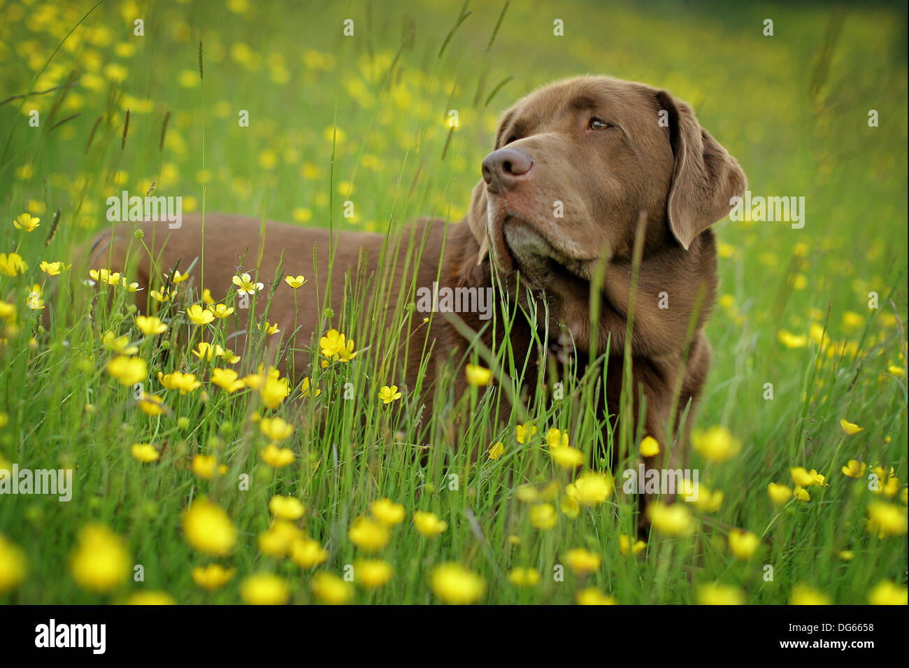 chocolate labrador lay amongst yellow buttercups Stock Photo