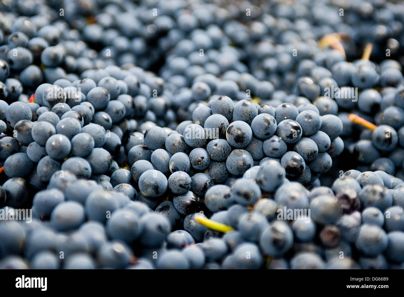 Winemaking procedure from grape wine hires stock photography and