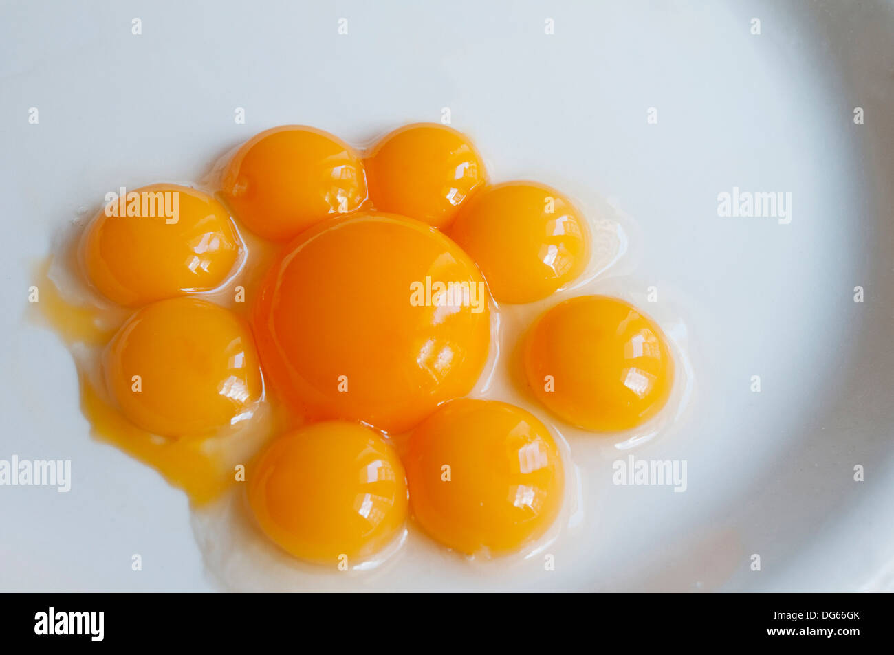 Egg yolk flower Stock Photo Alamy