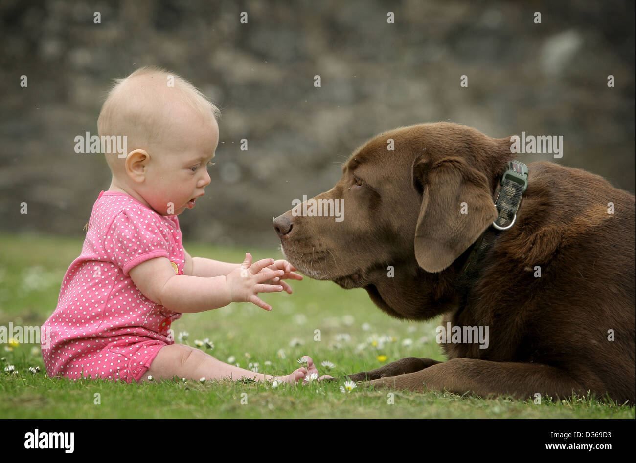 Baby with brown chocolate Labrador dog Stock Photo