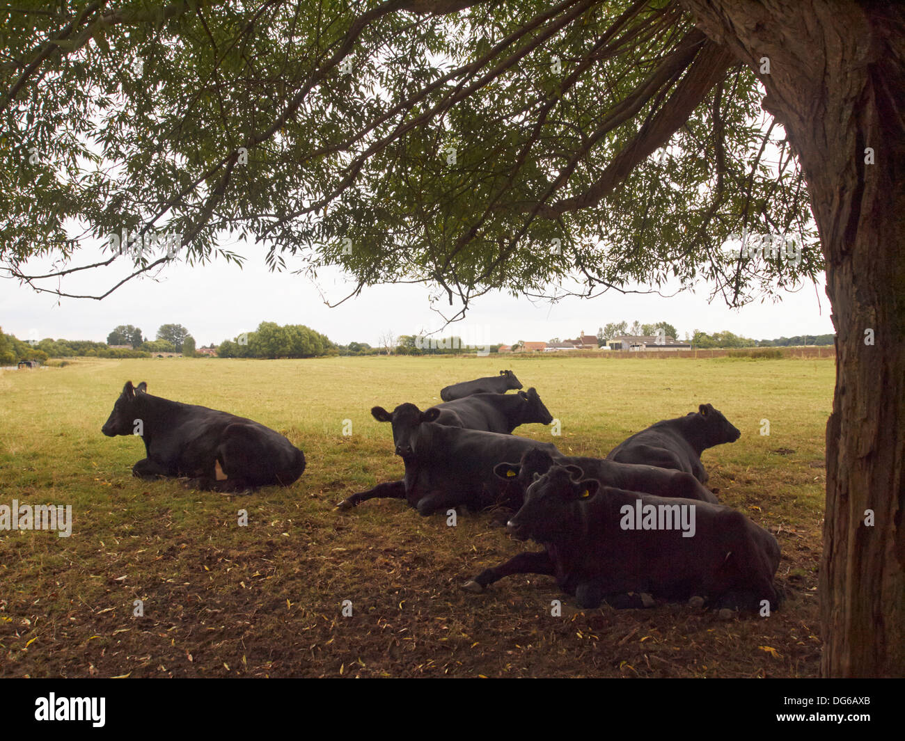 Cows at pasture near Newbridge, England Stock Photo