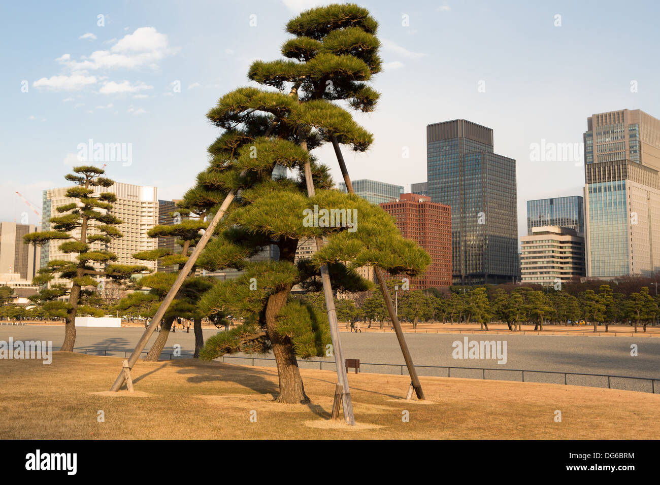 Trimmed trees, looking like giant bonsai, stand outside the Imperial Palace, Tokyo. Stock Photo