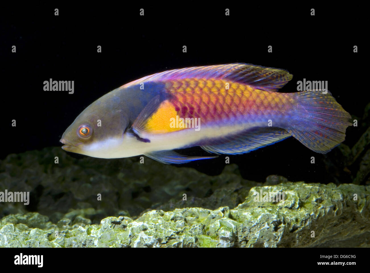 blueside wrasse, cirrhilabrus cyanopleura ? Stock Photo