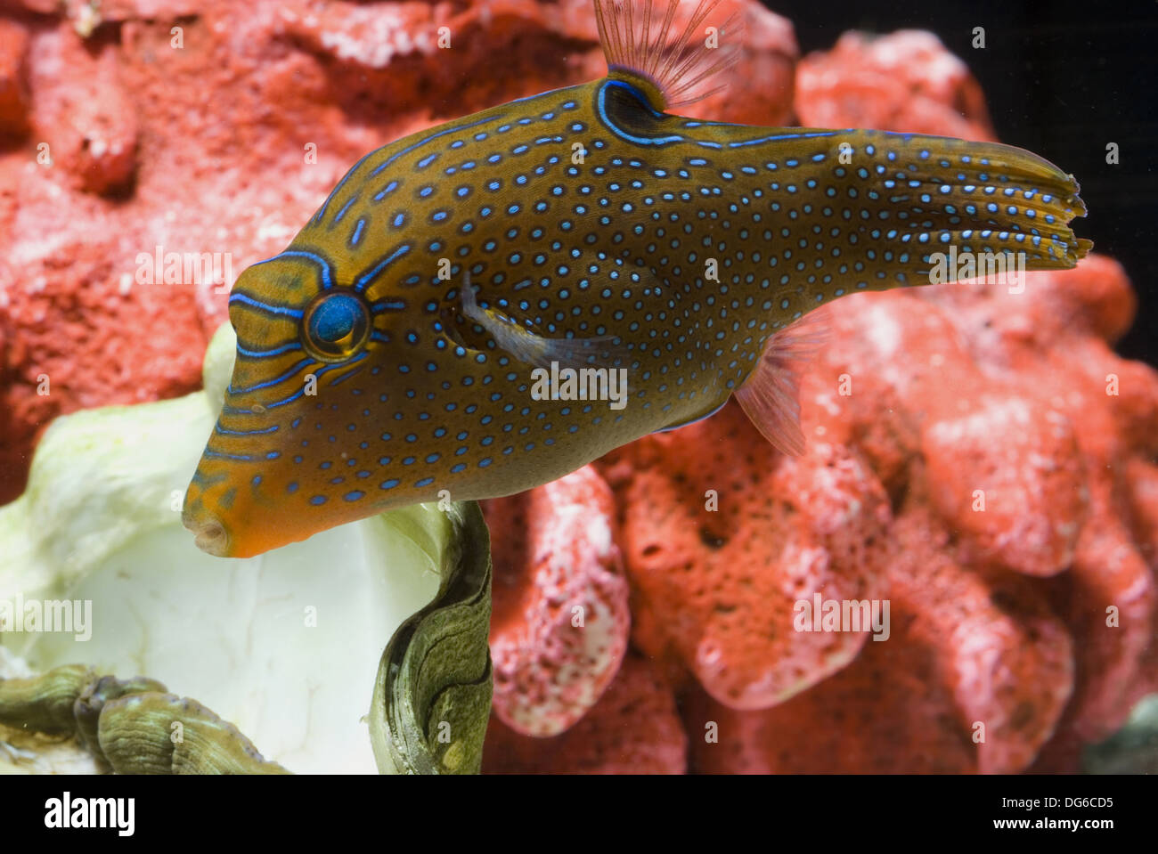 papuan toby, canthigaster papua Stock Photo