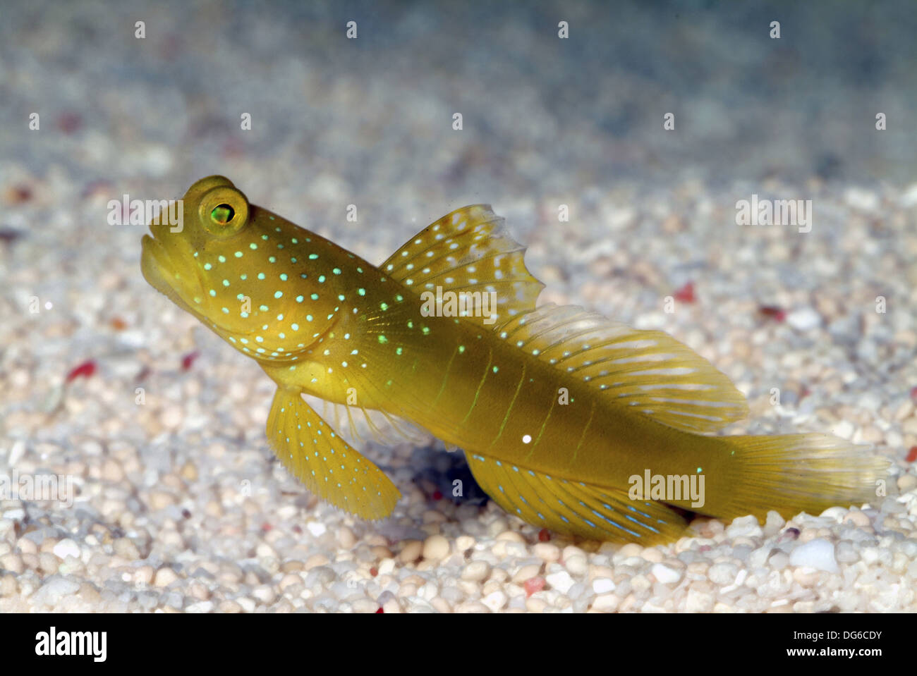 yellow prawn-goby, cryptocentrus cinctus Stock Photo