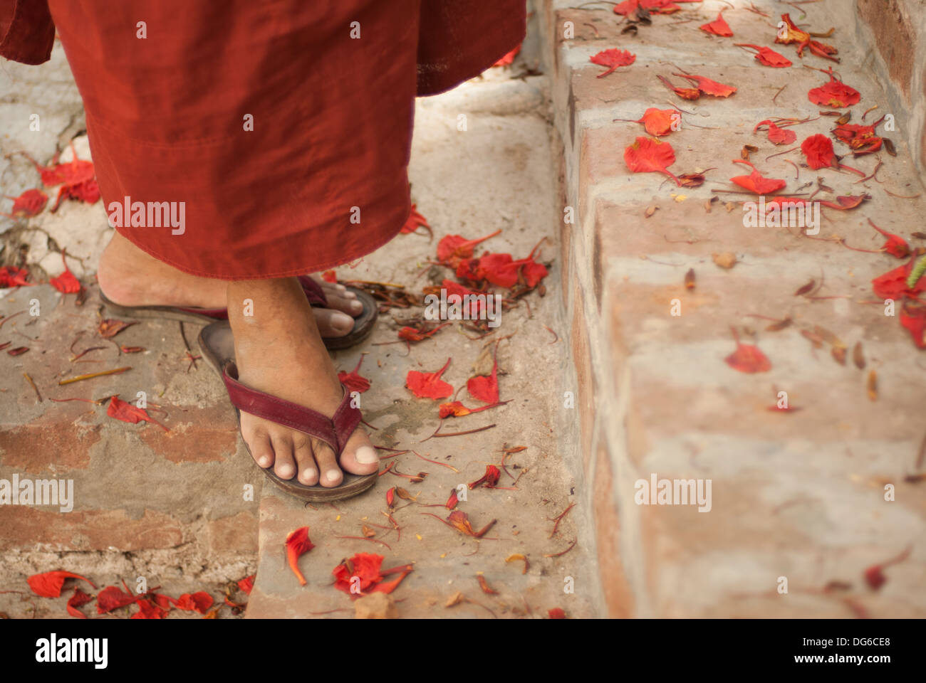 Burmese monk on steps with petals at his feet Stock Photo