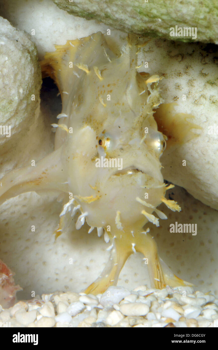sargassum frogfish, histrio histrio Stock Photo