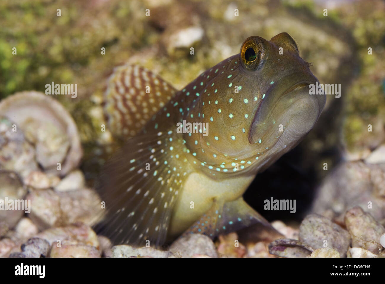 yellow prawn-goby, cryptocentrus cinctus Stock Photo