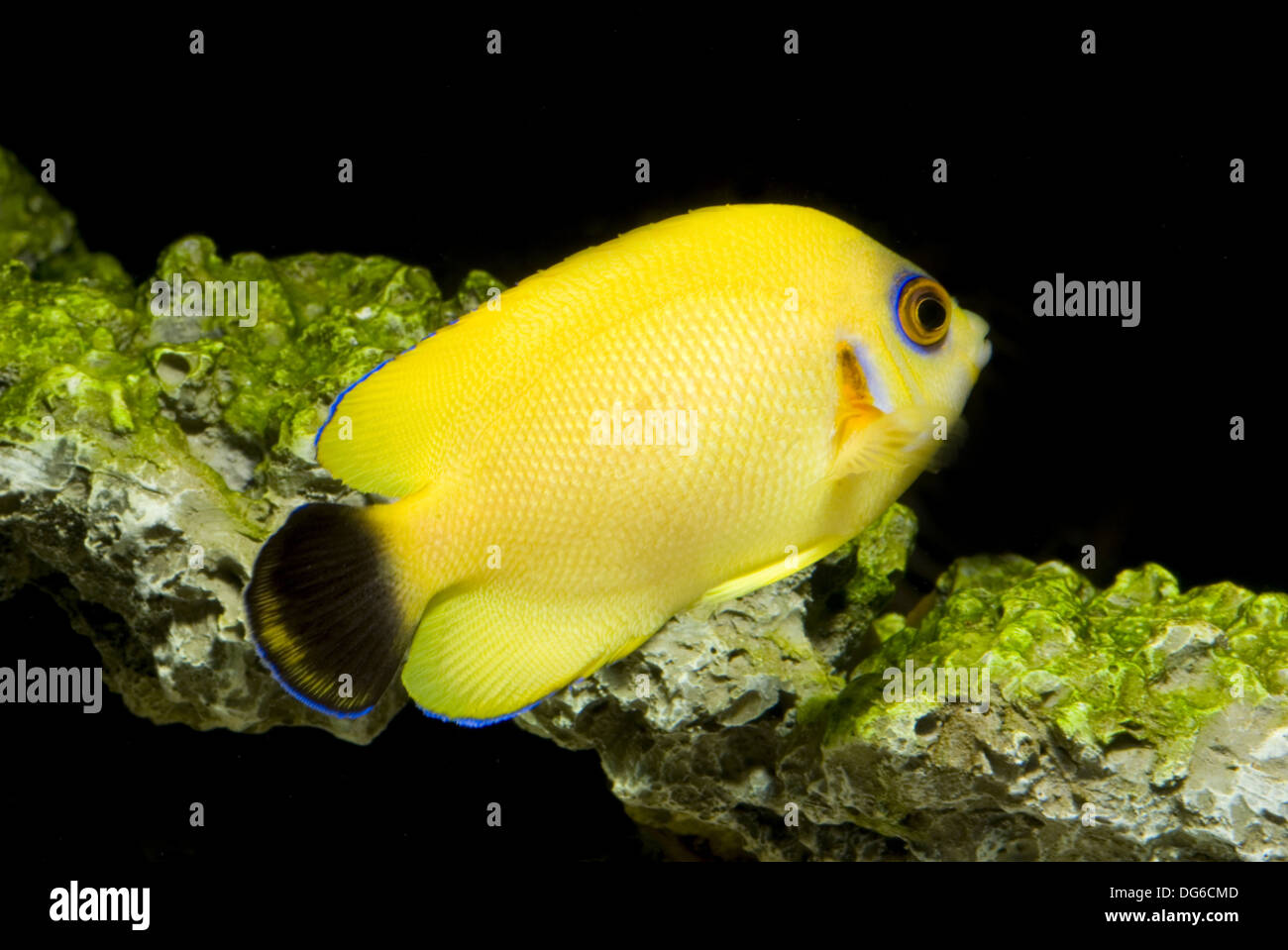 hybrid angelfish, centropyge flavissima x vrolikii Stock Photo