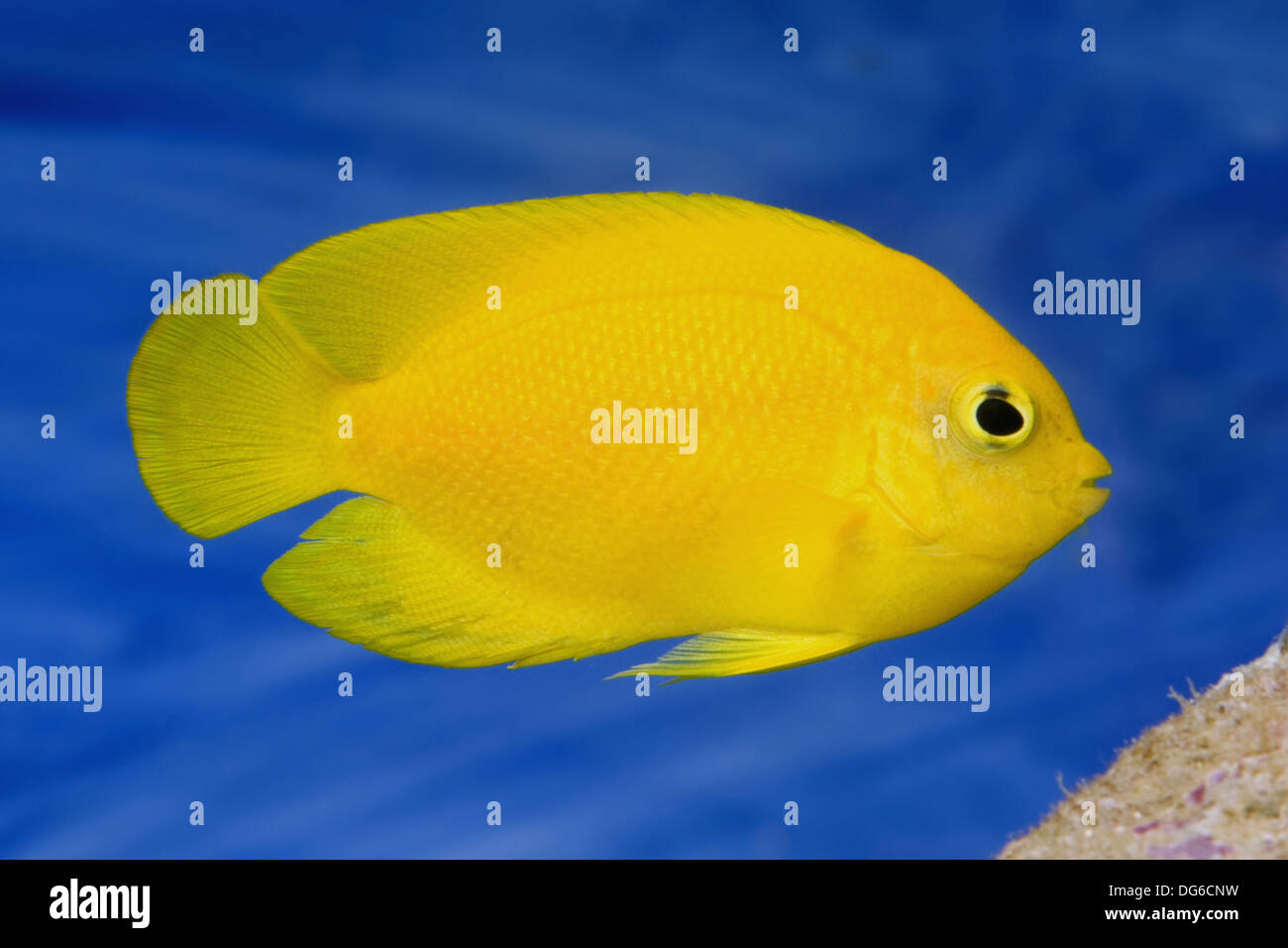 yellow angelfish, centropyge heraldi Stock Photo