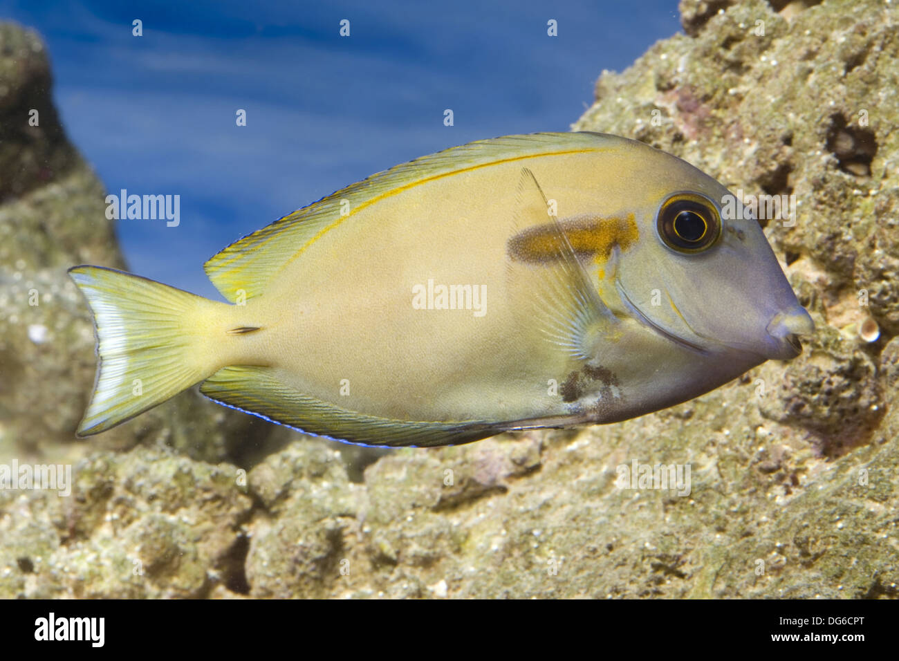orangespot surgeonfish, acanthurus olivaceus Stock Photo