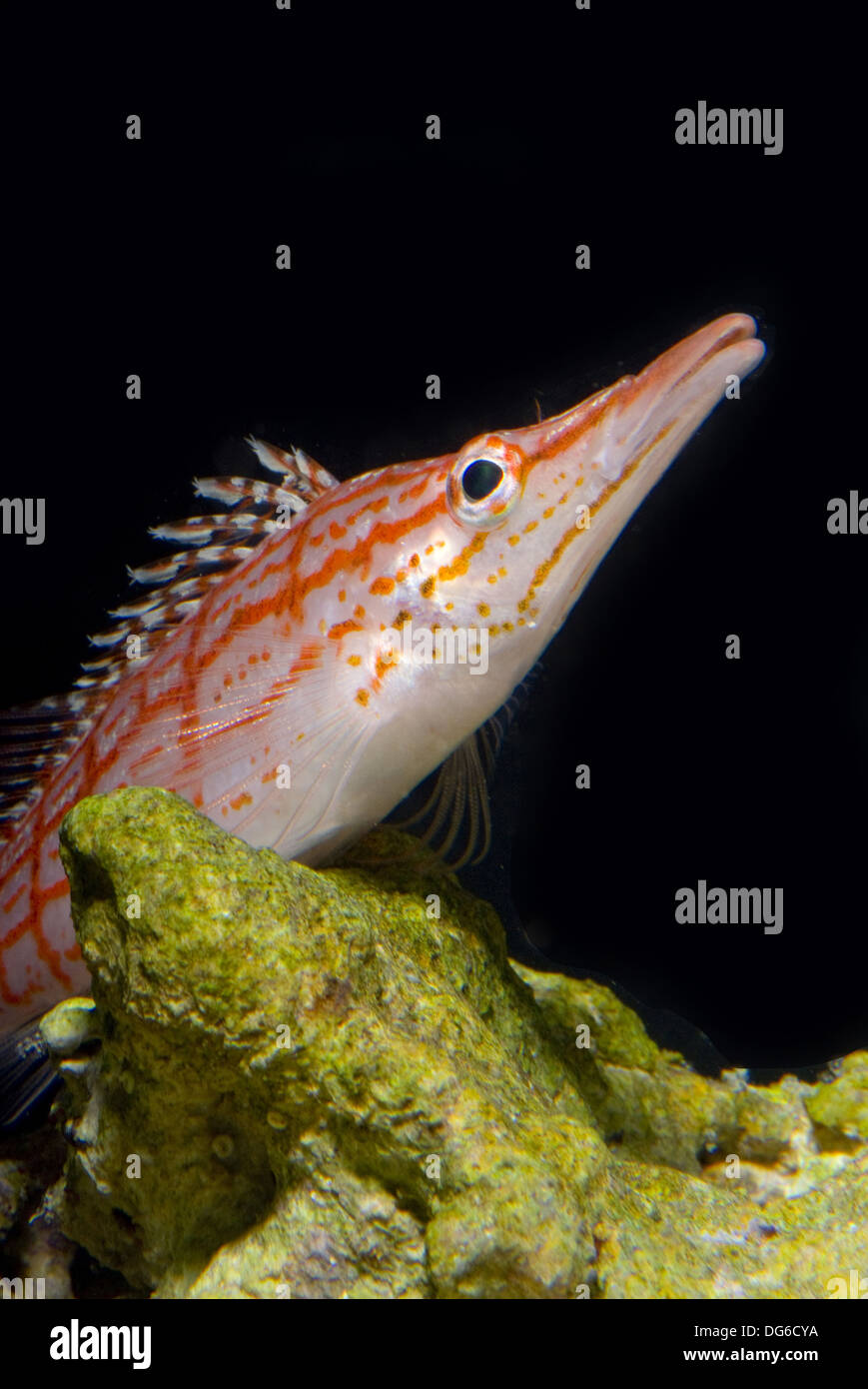 longnose hawkfish, oxycirrhites typus Stock Photo