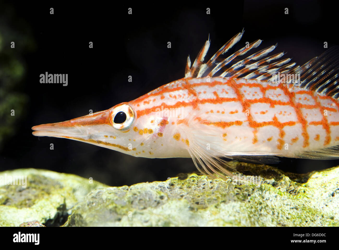 longnose hawkfish, oxycirrhites typus Stock Photo