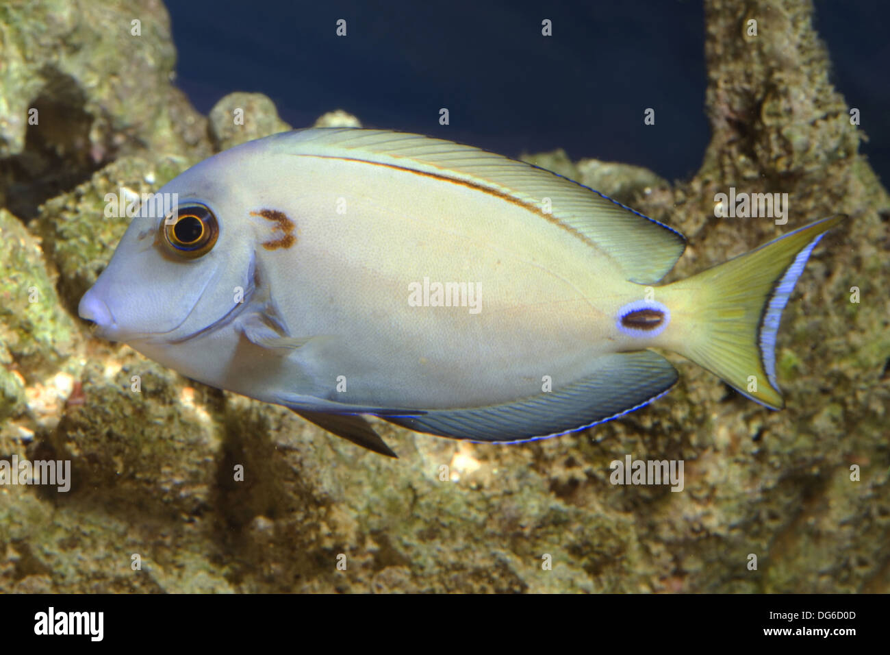 doubleband surgeonfish, acanthurus tennenti Stock Photo