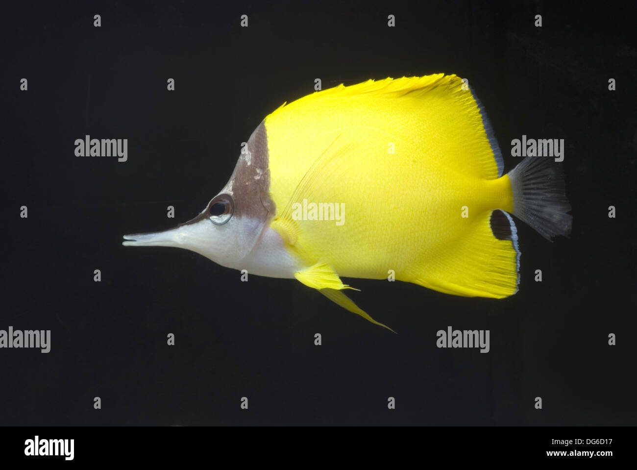 yellow longnose butterflyfish, forcipiger flavissimus Stock Photo