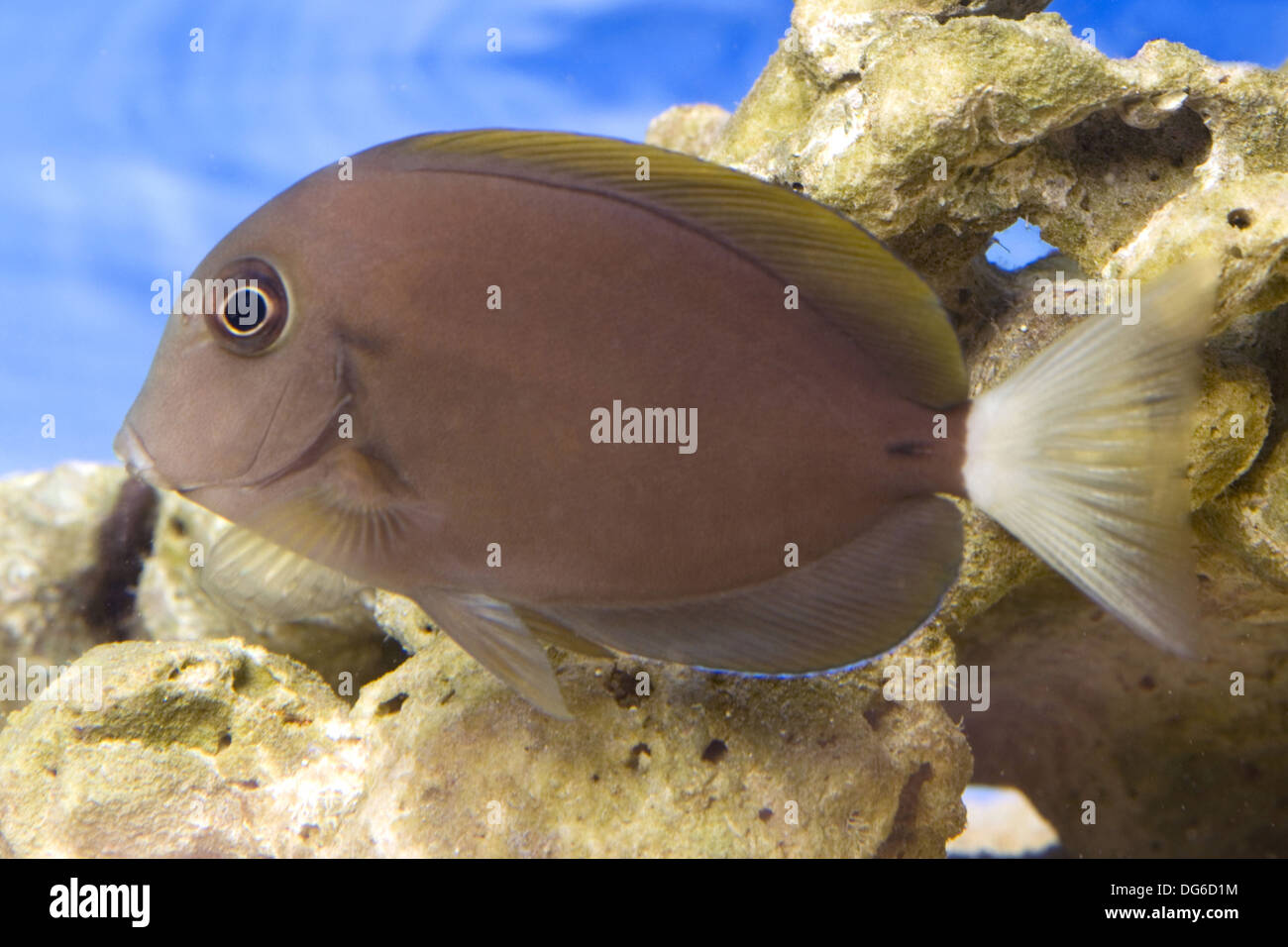 thompson's surgeonfish, acanthurus thompsoni Stock Photo