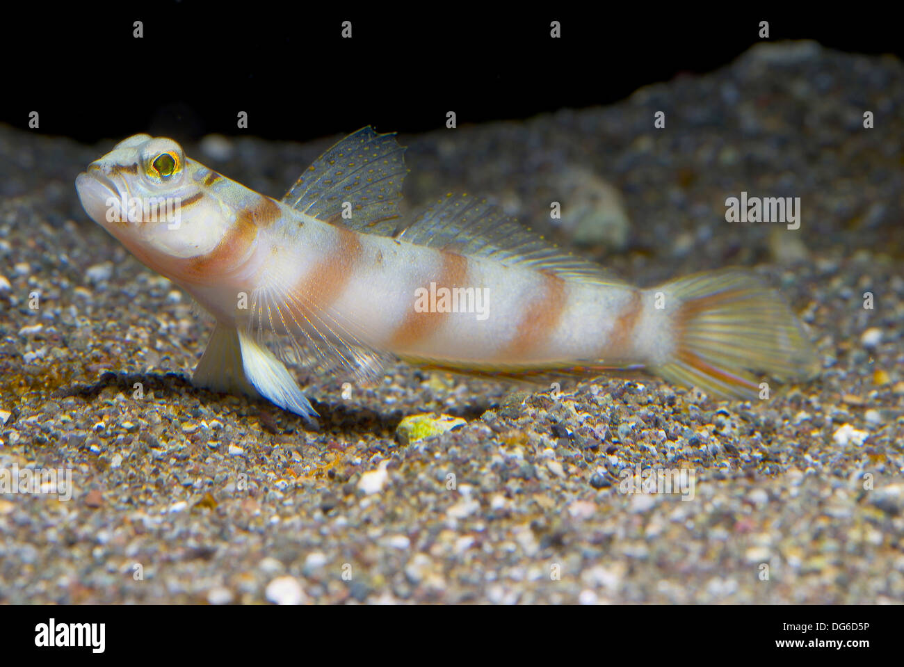 diagonal shrimp goby, amblyeleotris diagonalis Stock Photo