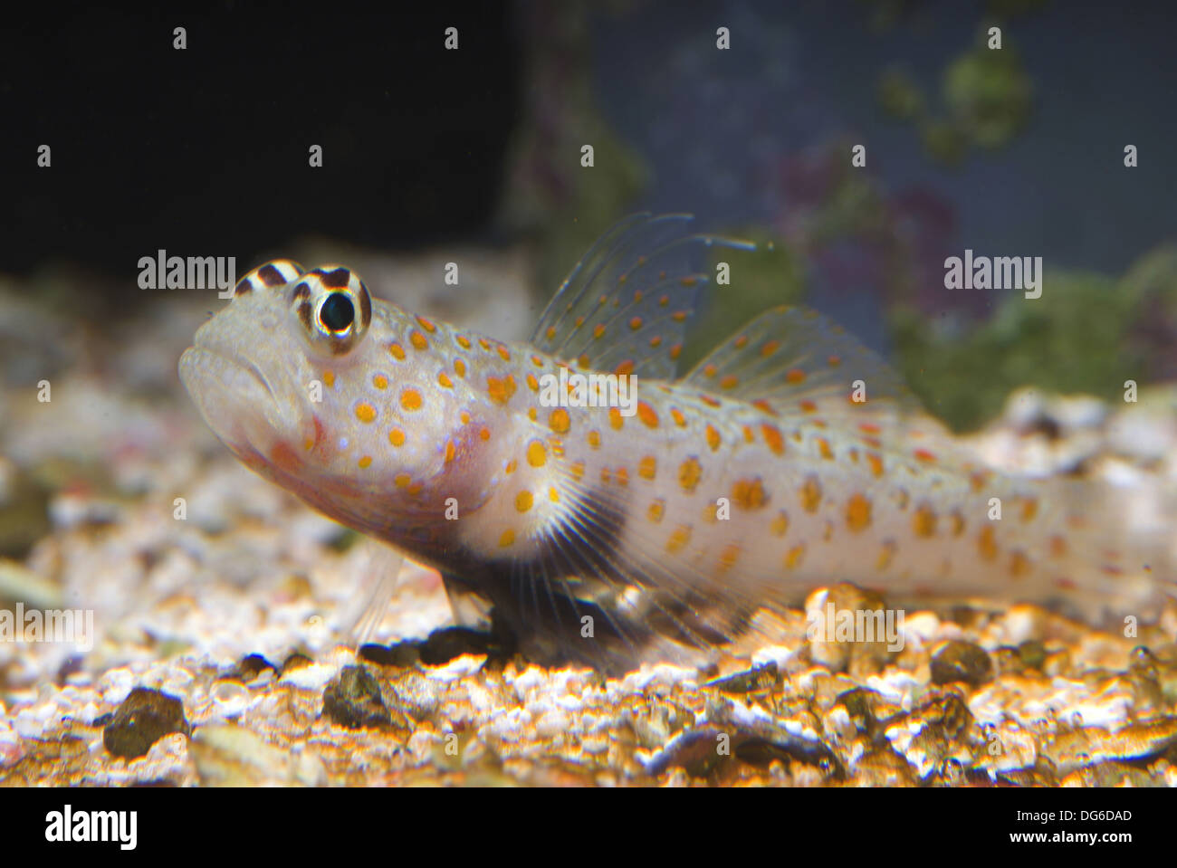 spotted prawn-goby, amblyeleotris guttata Stock Photo