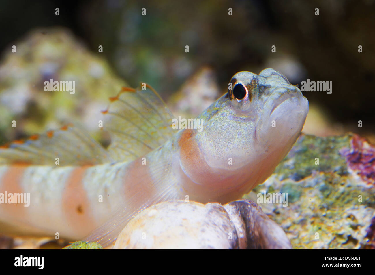 magnus prawn-goby, amblyeleotris sungami Stock Photo
