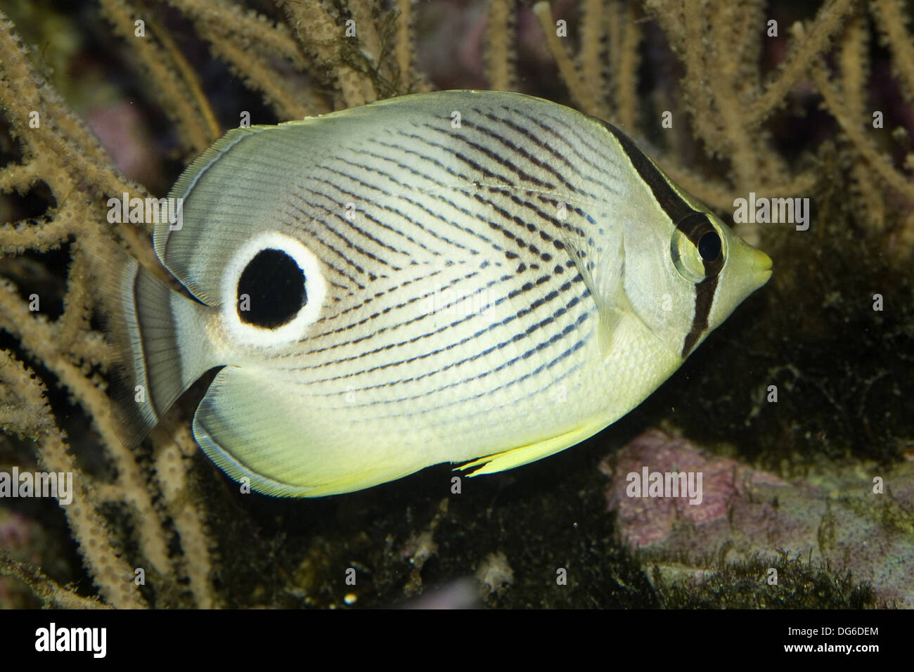 four-eyed butterflyfish, chaetodon capistratus Stock Photo