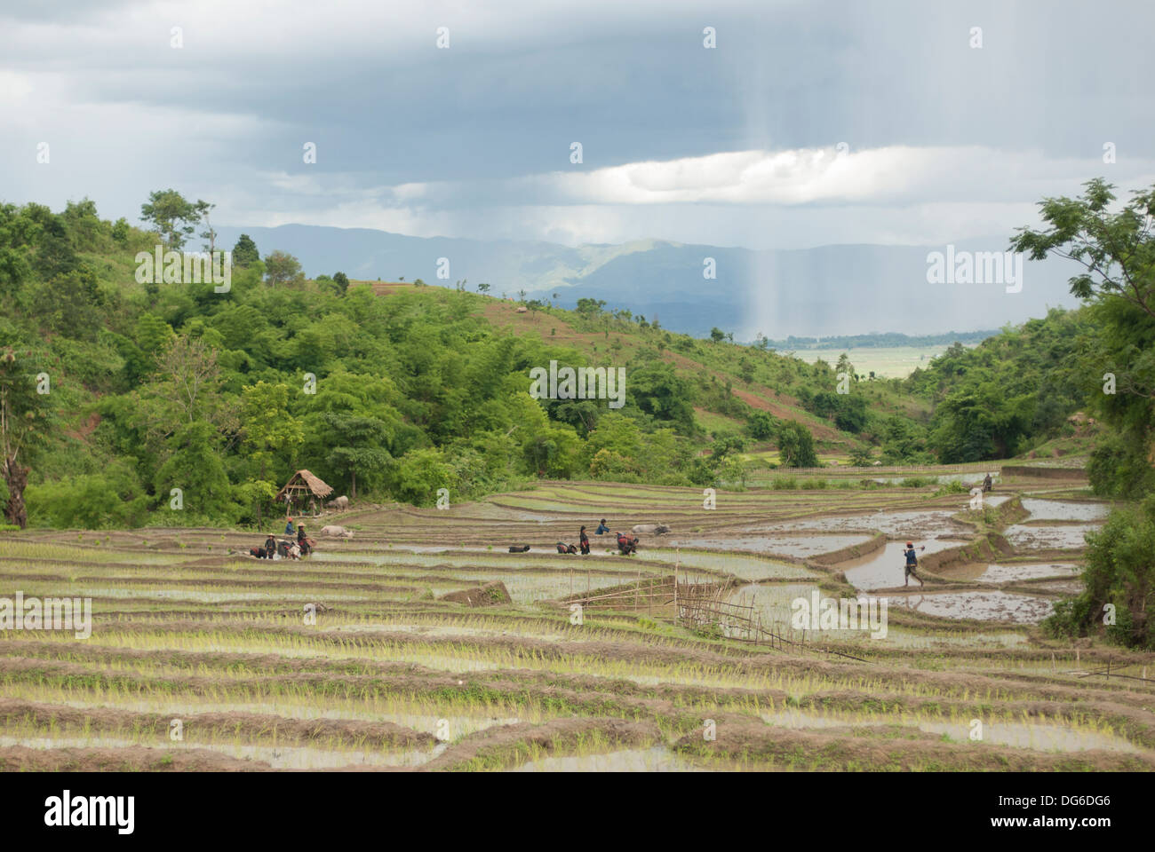 Local people working on paddy fields before rain starts Stock Photo