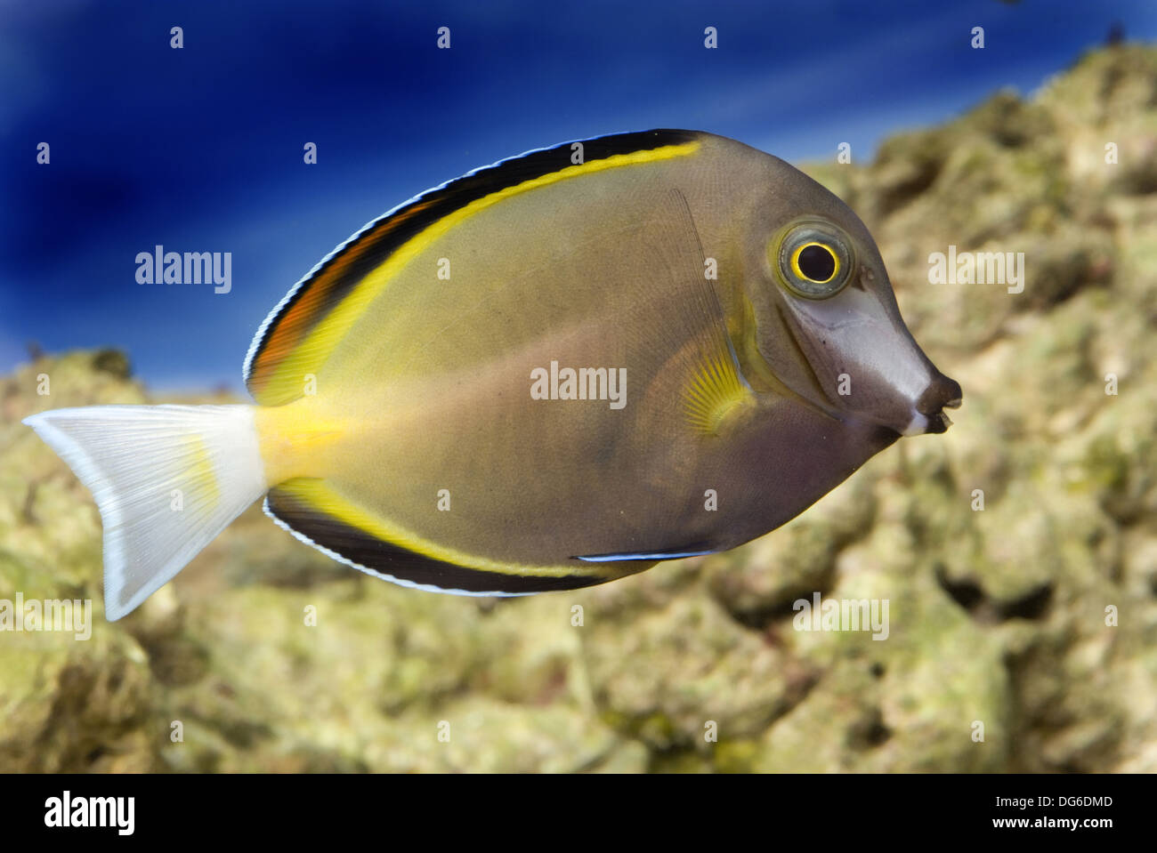 japan surgeonfish, acanthurus japonicus Stock Photo