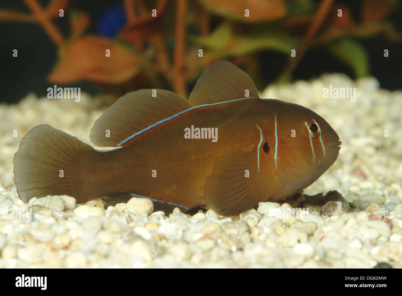 poison goby, gobiodon citrinus Stock Photo