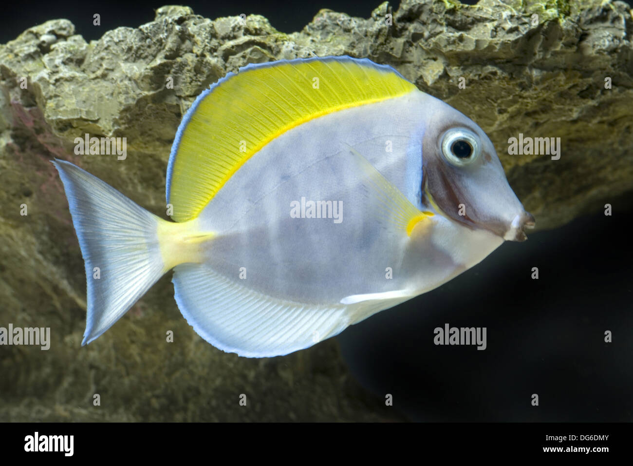 powderblue surgeonfish, acanthurus leucosternon Stock Photo
