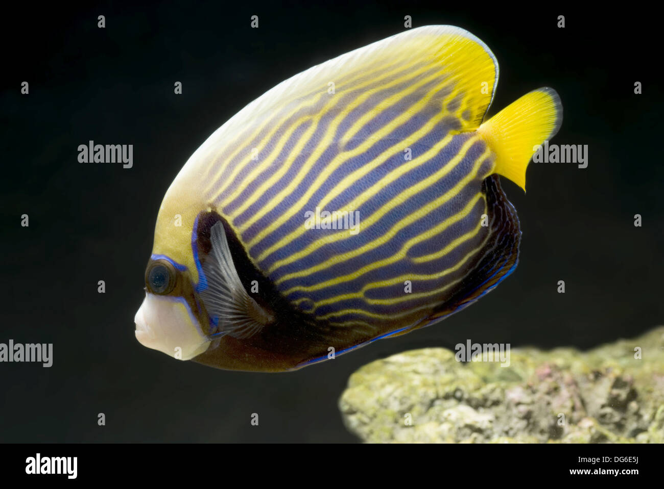 emperor angelfish, pomacanthus imperator Stock Photo