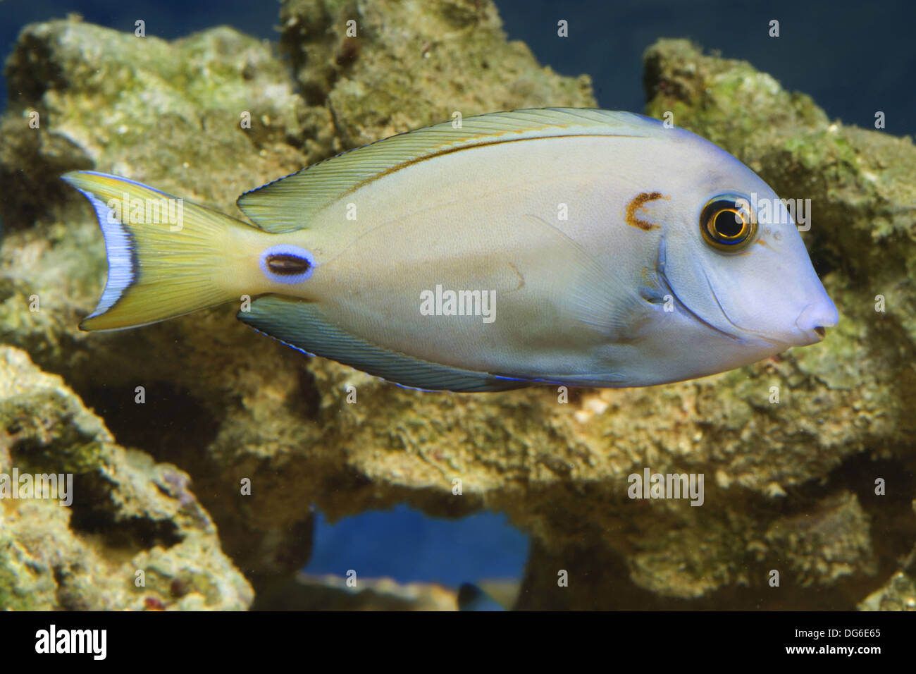 doubleband surgeonfish, acanthurus tennenti Stock Photo