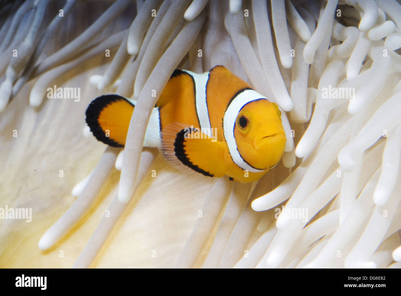ocellaris clownfish at sebae anemone, amphiprion ocellaris, heteractis crispa Stock Photo
