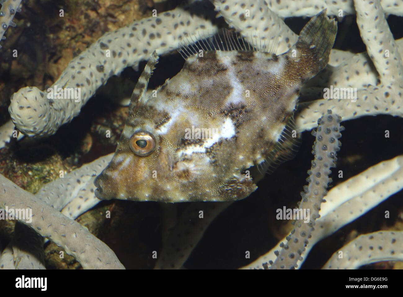 bristle-tail file-fish, acreichthys tomentosus Stock Photo