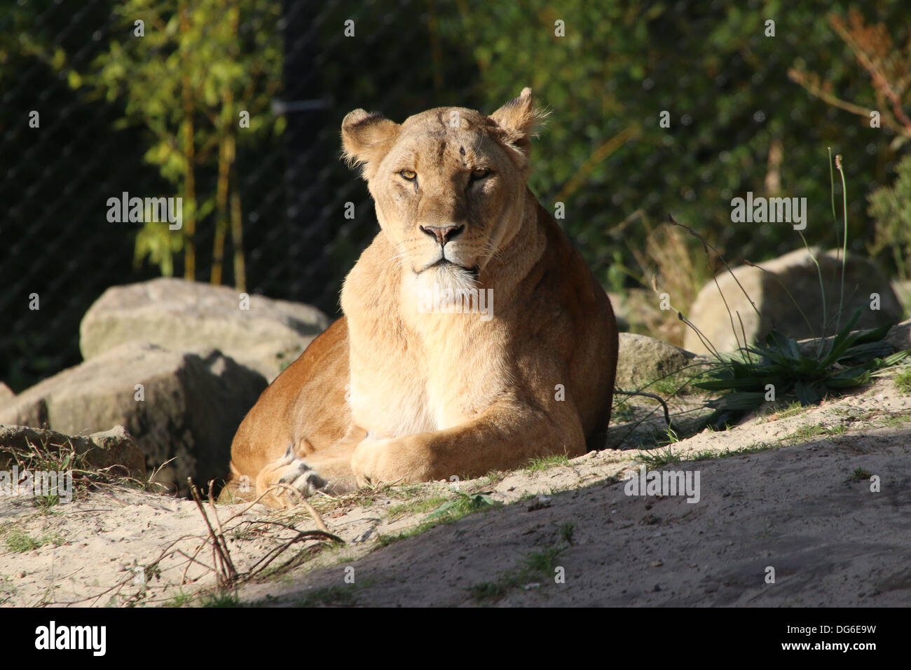 Close-up of a mature lioness (Panthera leo) in zoo setting Stock Photo