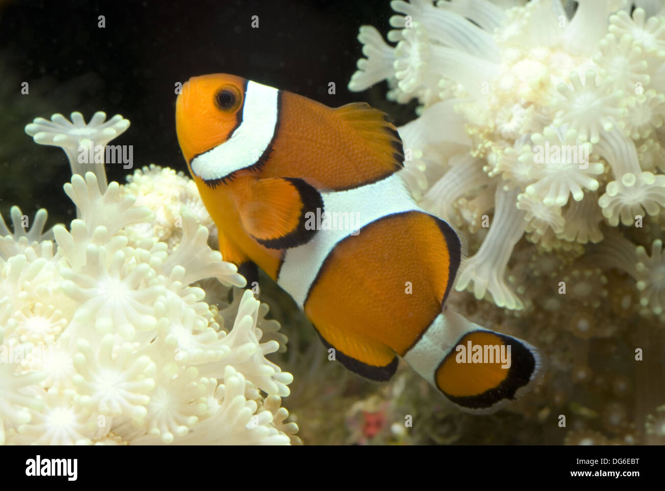 orange clownfish, amphiprion percula Stock Photo