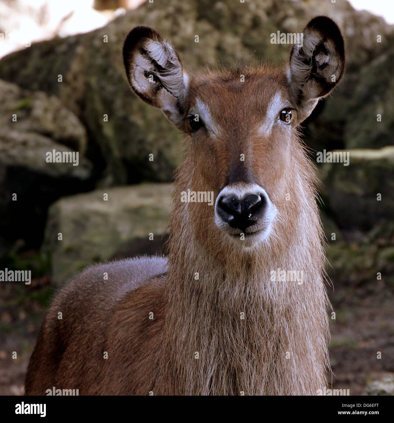 Female defassa waterbuck (Kobus ellipsiprymnus defassa) close-up portrait Stock Photo