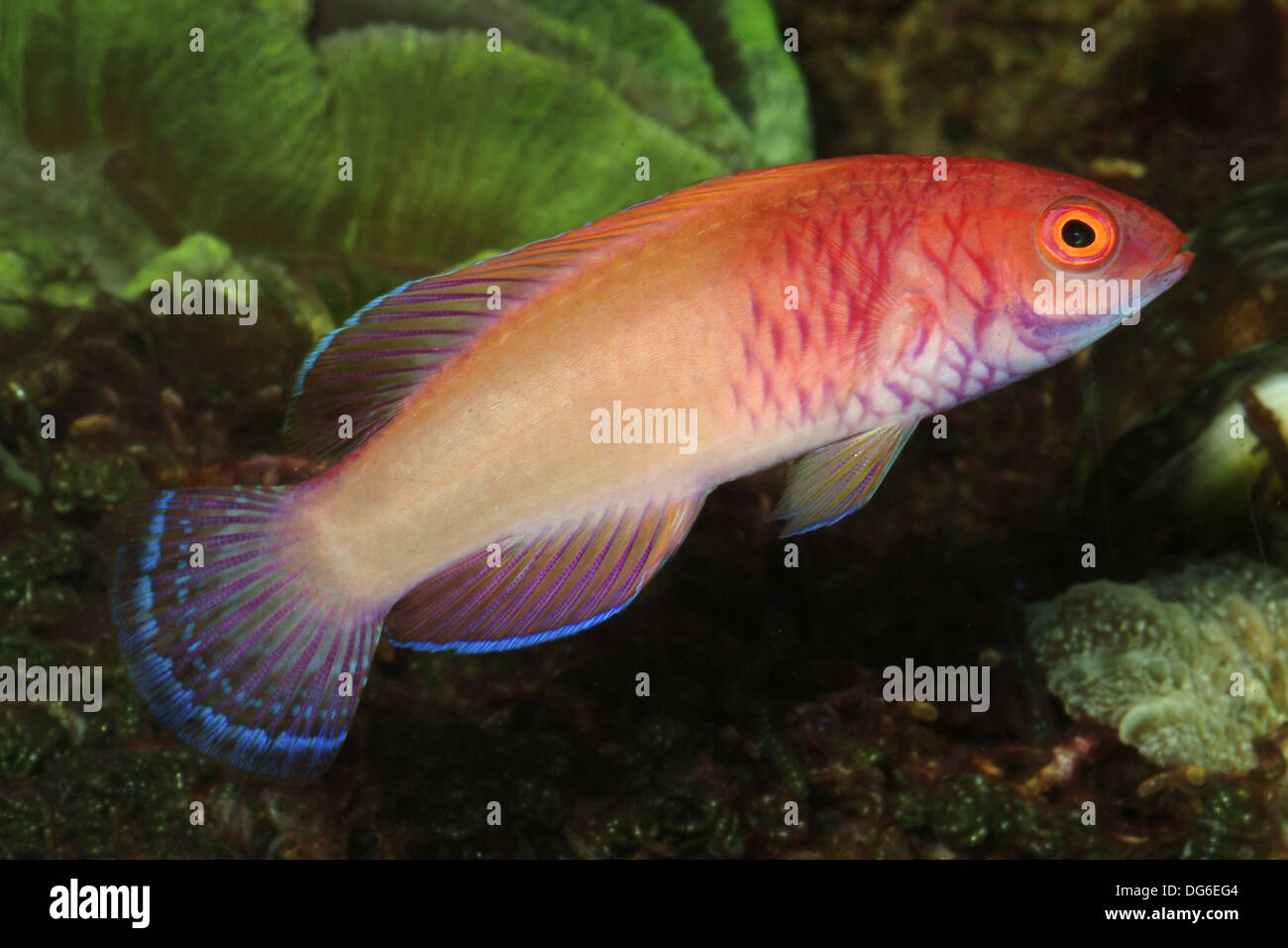 red velvet wrasse, cirrhilabrus rubrisquamis Stock Photo