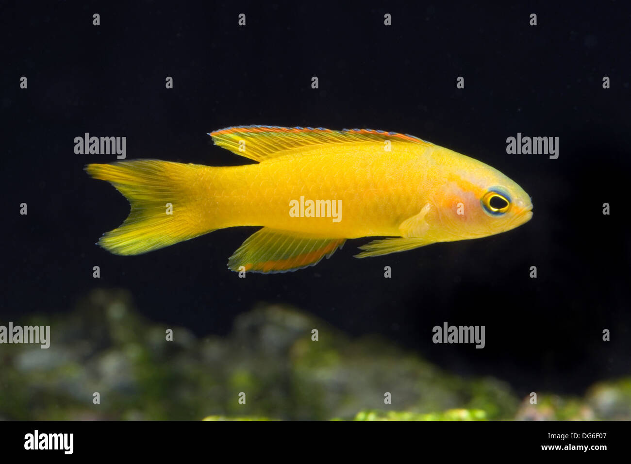 yellow devilfish, assessor flavissimus Stock Photo