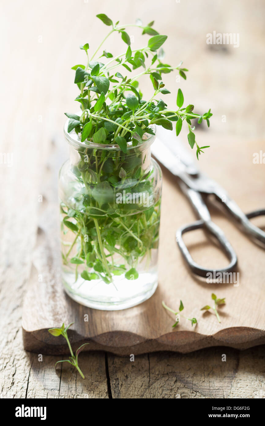 fresh thyme herb in glass Stock Photo