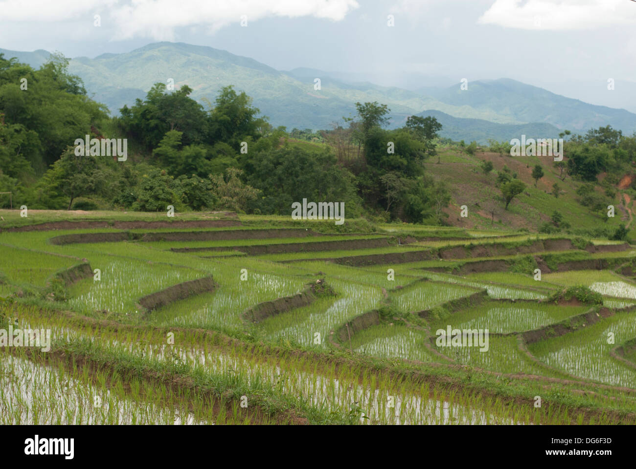 Paddy fields and mountains Stock Photo