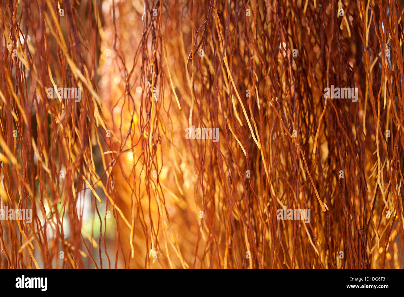 air roots, brown yellow air root of banyan tree texture Stock Photo