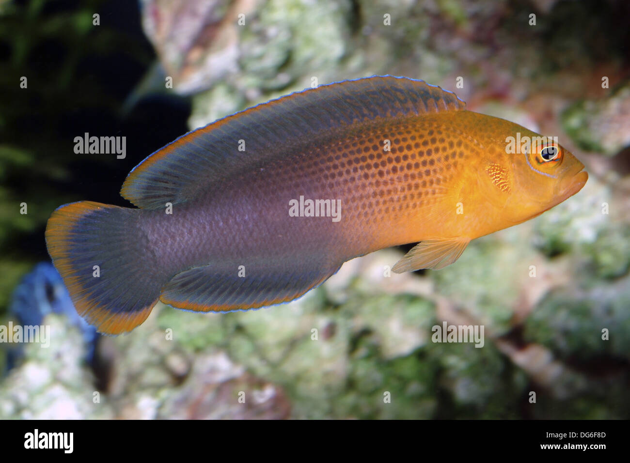 dilectis dottyback, pseudochromis dilectus Stock Photo