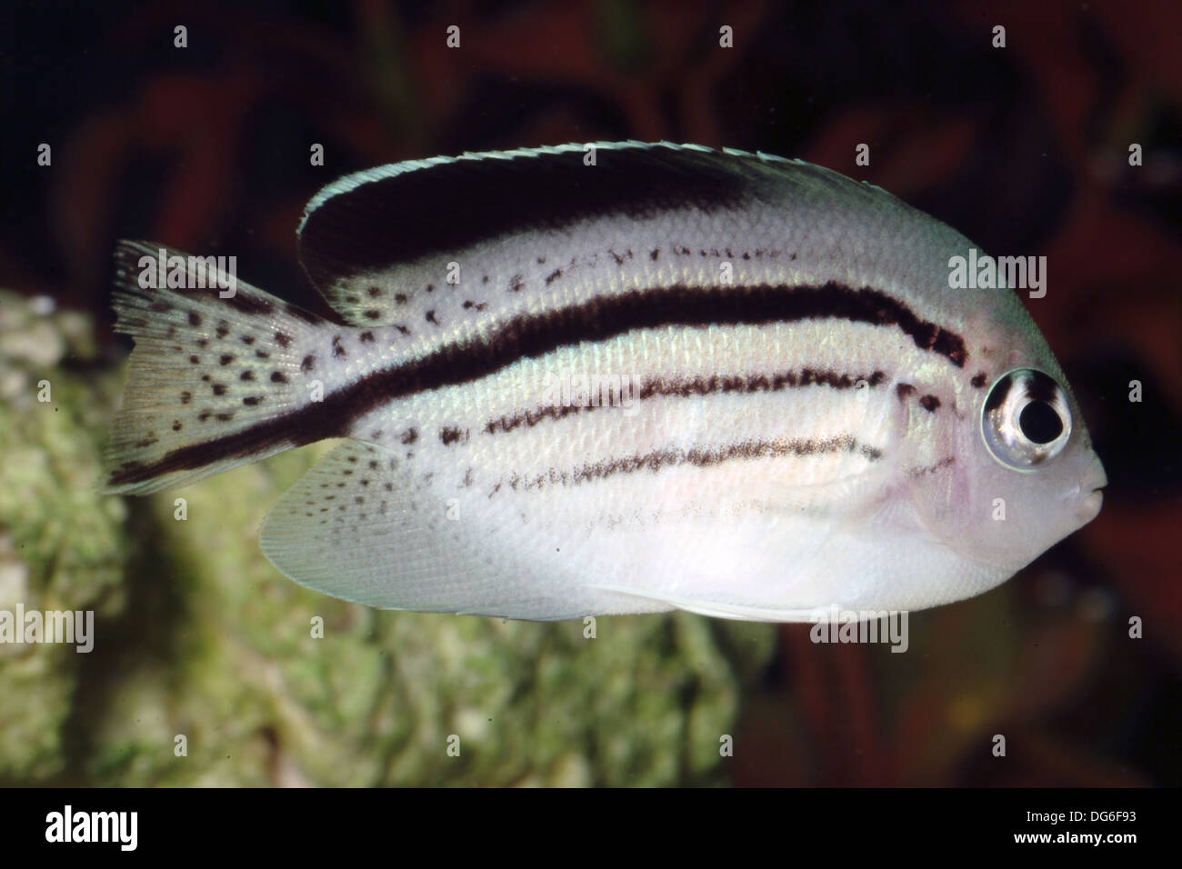 blackstriped angelfish, genicanthus lamarck Stock Photo