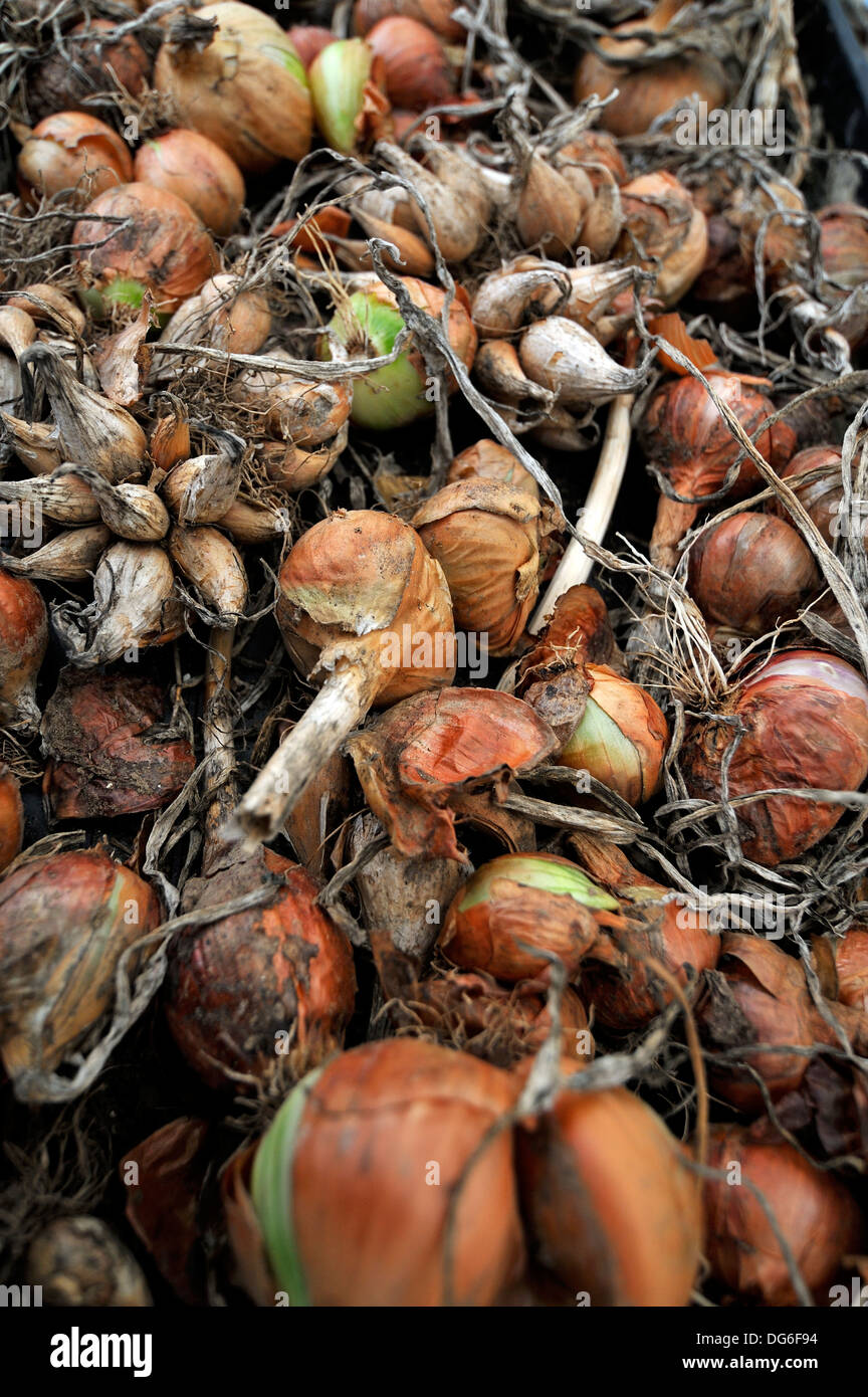 Onions and shallots drying after being harvested, Hampshire, UK Stock
