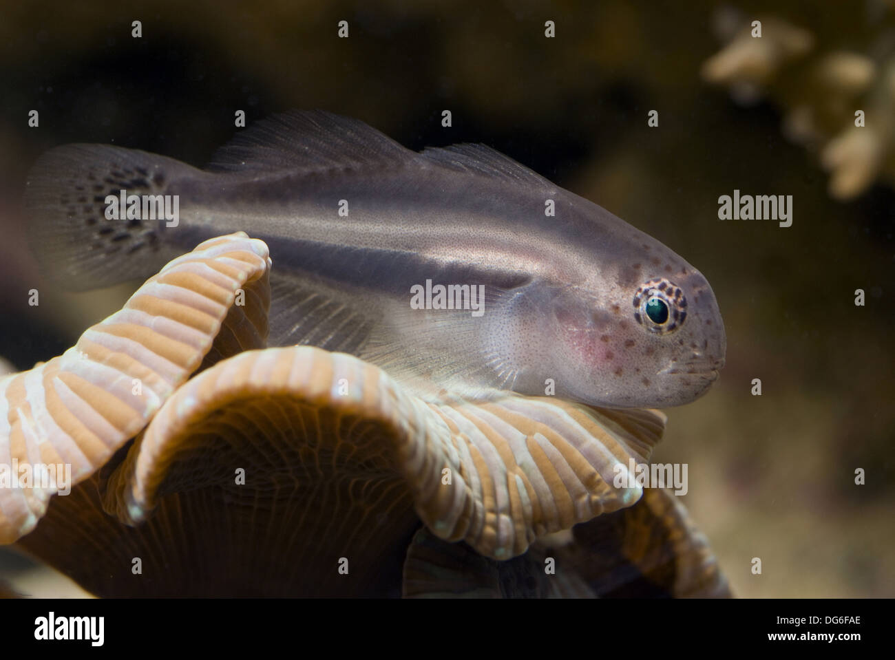 whitelined coral goby, gobiodon albofasciatus Stock Photo